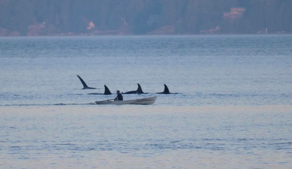 Orcas.JPG