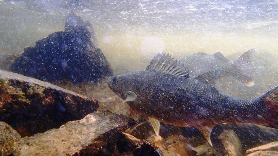 walleye fishing in the bwca