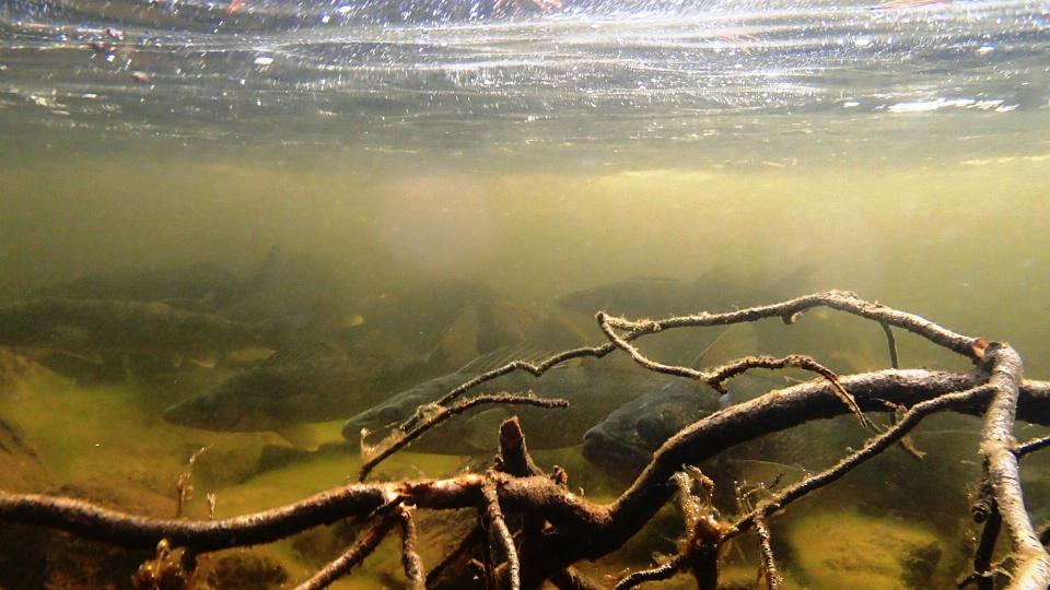 walleye spawning