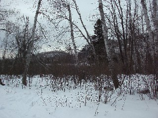 Winter in the woods