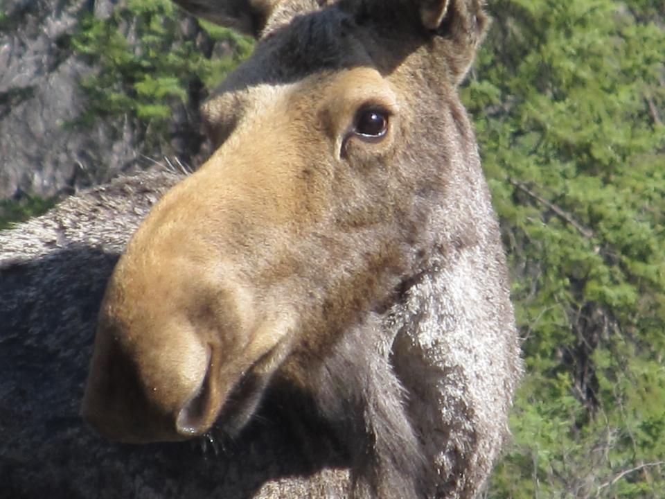 Moose on the Gunflint Trail