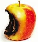 Rotten  Apple.jpg